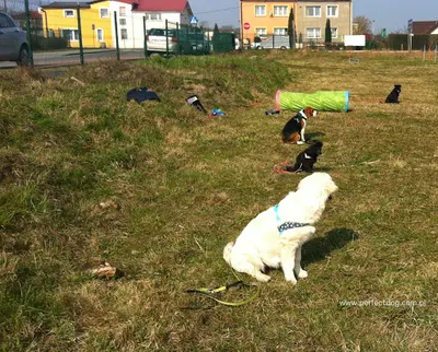 PerfectDog Gdynia: Behawiorysta, Szkolenie psów